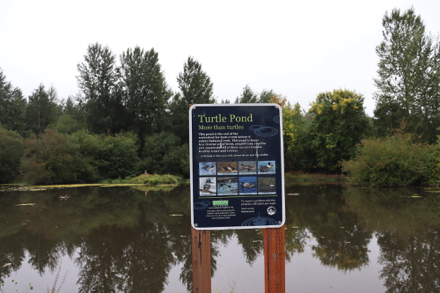 Turtle Pond – watershed – home to diverse set of birds, amphibians, reptiles and mammals